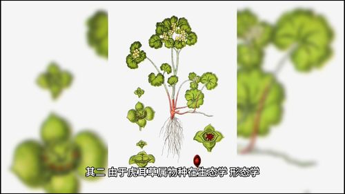 1000种常见植物图鉴PDF,最全的植物图鉴