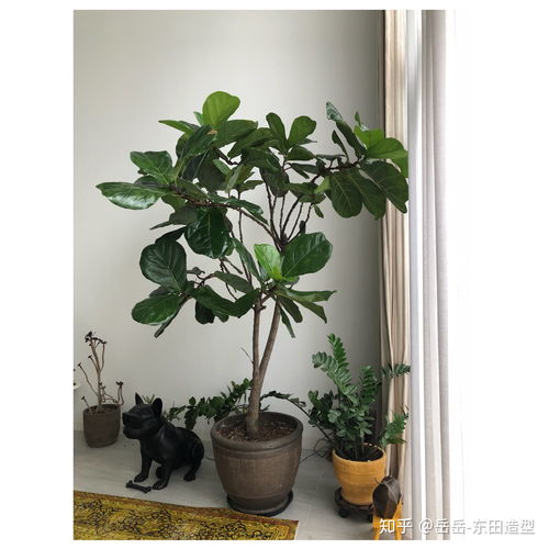 家里好养的绿植琴叶榕,家里好养的绿植琴叶榕有哪些