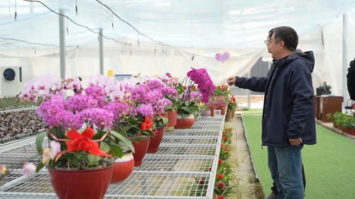 临沂花卉批发市场在哪个位置,临沂花卉批发市场在哪个位置好