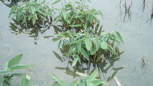 再力花种子催芽方法,再力花种子怎么种