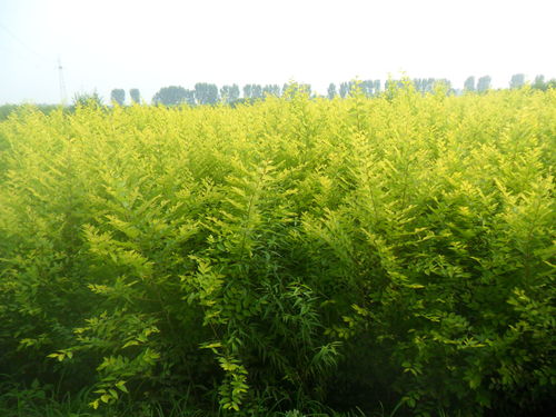 北京附近苗圃种植基地在哪里,北京最大的苗圃交易