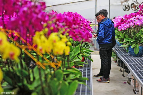 长沙花卉大市场在那里,长沙最大花卉市场批发市场