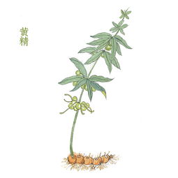 草本植物长什么样子,草本植物是什么样的