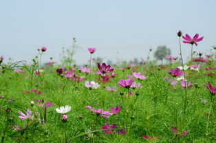 格桑花开花,格桑花开花期多长时间