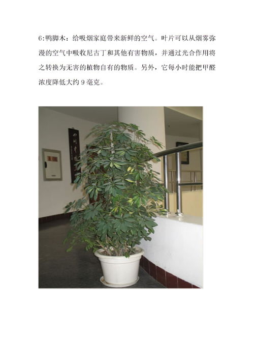 室内绿色植物摆放设计,室内绿色植物图片大全大图