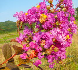 花一顶红,花一顶红为什么不开花?鸿运当头