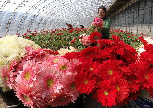 涪陵鲜花配送哪家好,涪陵花批发在哪里