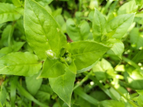 油菜花籽多少钱一斤,油菜花市场价一斤多少