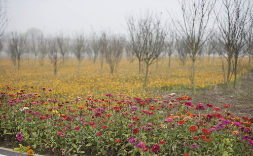 图片风景唯美自然花海,图片风景唯美自然花海高清