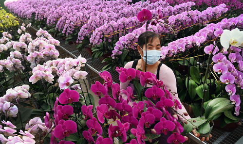 附近卖鲜花的地方,附近卖鲜花的地方在哪里