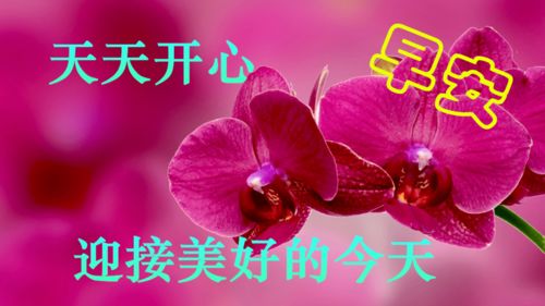 鲜花排名大全最漂亮,鲜花品种配图