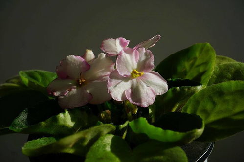 室内种什么盆栽植物最好养活,室内种什么盆栽植物最好养活呢