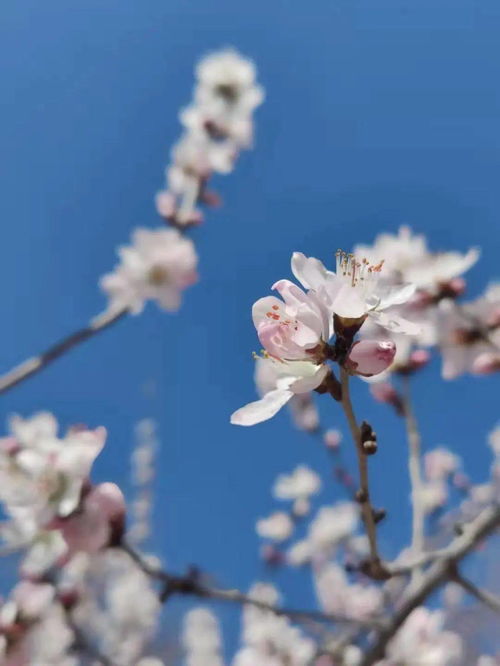 好看的花图片头像,好看的花图片头像 自然风景