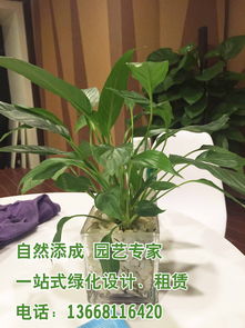 绿植租摆公司简介,绿植租摆公司简介模板