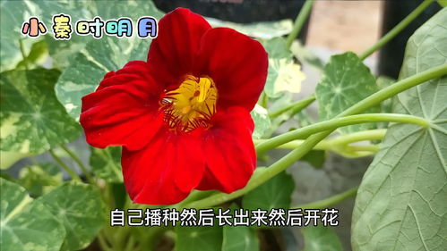 庭院适合种植什么花草最好,庭院适合种植的花卉