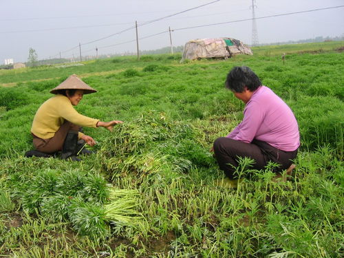 十种常见的野生水草,河里野生水草种类图片