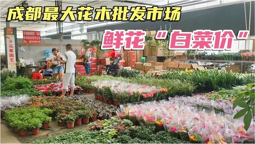 成都花箱批发市场,成都花箱批发市场电话