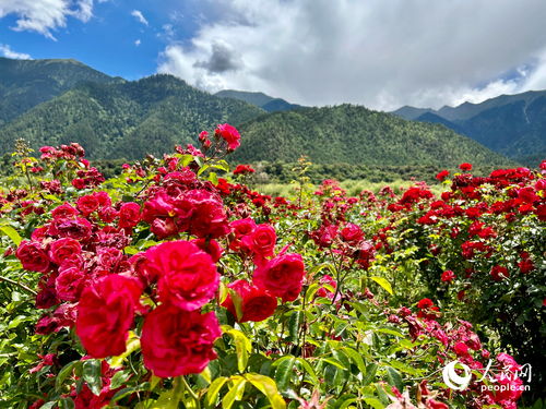 花草美景图片,花草美景图片大全大图