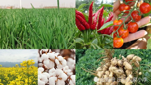 种植金线莲需要哪些肥料和药,种植金线莲需要哪些肥料和药水