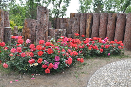 庭院四季花卉,庭院四季花草