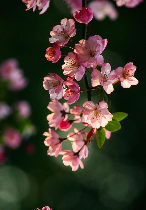 适合在院子里种的花有什么花,在院子里种什么花好