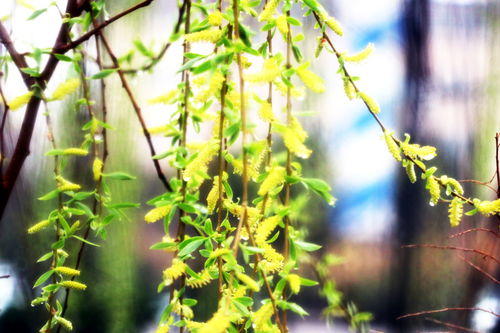 植物的花红柳绿,花红柳绿颜色