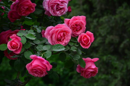 花种子品种大全月季优缺点,月季花种子介绍