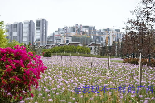 常德市三岔路花卉市场,常德三岔路花卉市场图片