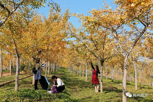 银杏树种植基地,银杏树苗基地