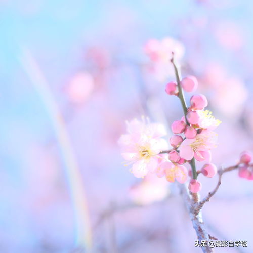 漂亮花头像花朵,漂亮头花图片大全