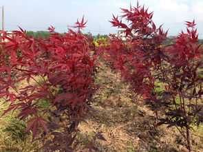 秋天最适合种什么植物,秋天适合种什么植物简笔画