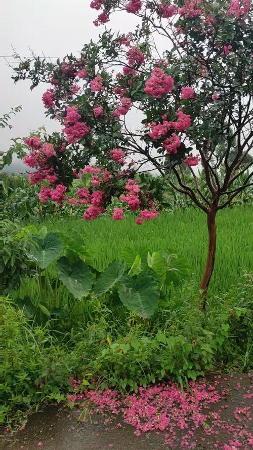 美丽的花图片,美丽的花儿绘画