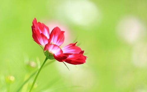 格桑花长啥样,格桑花到底长得什么样