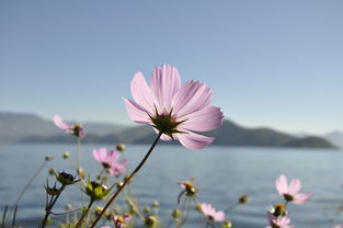 格桑花种子需要泡水吗,格桑花种子可以泡水喝吗