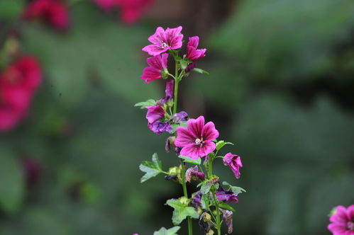 常见花卉图片大全及花语,常见花卉图片大全及花语介绍