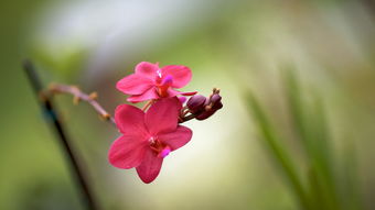 手机壁纸图片花朵唯美,手机壁纸图片大全唯美 花朵