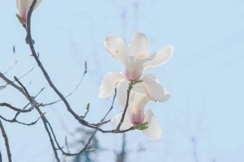 镇宅的花有哪些,镇宅的花有哪些品种