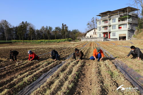 西安苗圃基地联系方式及电话号码,西安苗圃基地在哪里