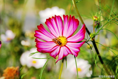 格桑花9月可以播种吗,格桑花几月份能种