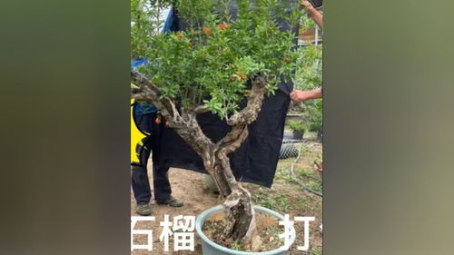 庭院盆景植物有哪些,庭院盆景摆放设计效果图大全