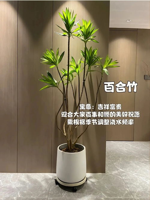 室内绿植效果图软件,室内绿植效果图软件哪个好用