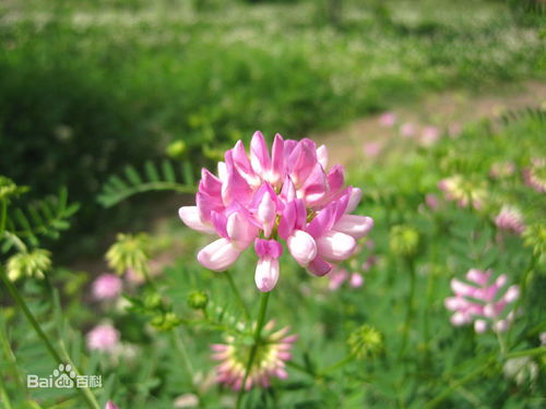 花籽种子图片,花籽有哪些