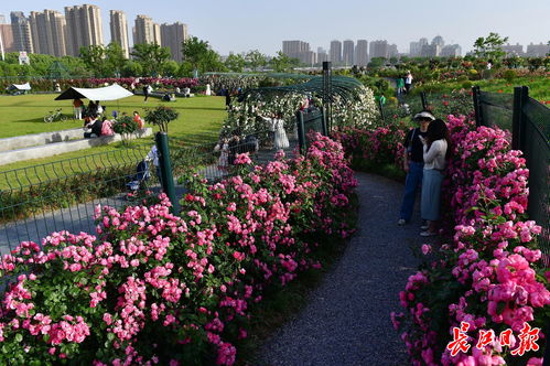 花园花草搭配图片大全,花园花草搭配图片大全欣赏