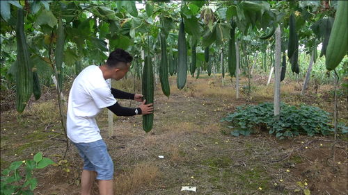 上门回收盆栽,二手花盆处理