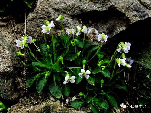 100种植物介绍和图片,100种植物的图片