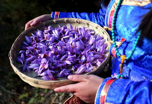 藏红花分为几种,藏红花有几种花色