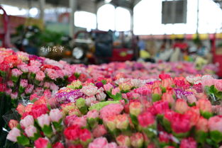 斗南干花批发每日花价,斗南干花批发电话