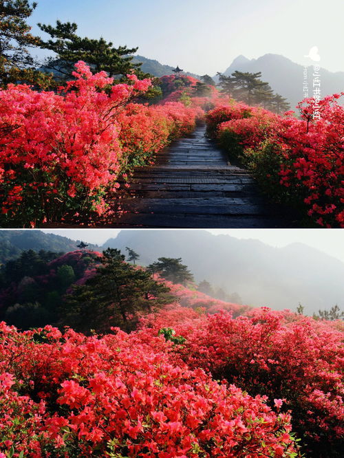 杜鹃花的种类,杜鹃花的种类非常多,这句话的意思