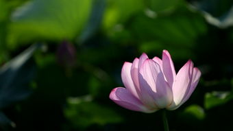 花图片大全最美,花图片大全最美头像