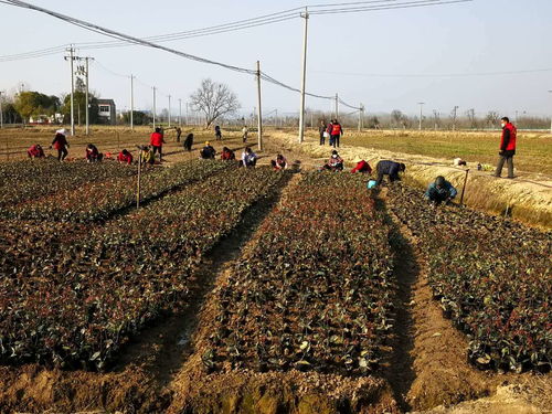 中国十大苗圃基地,中国苗圃50强